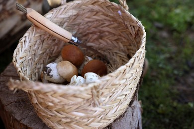 Fresh mushrooms and knife in basket on tree stump outdoors