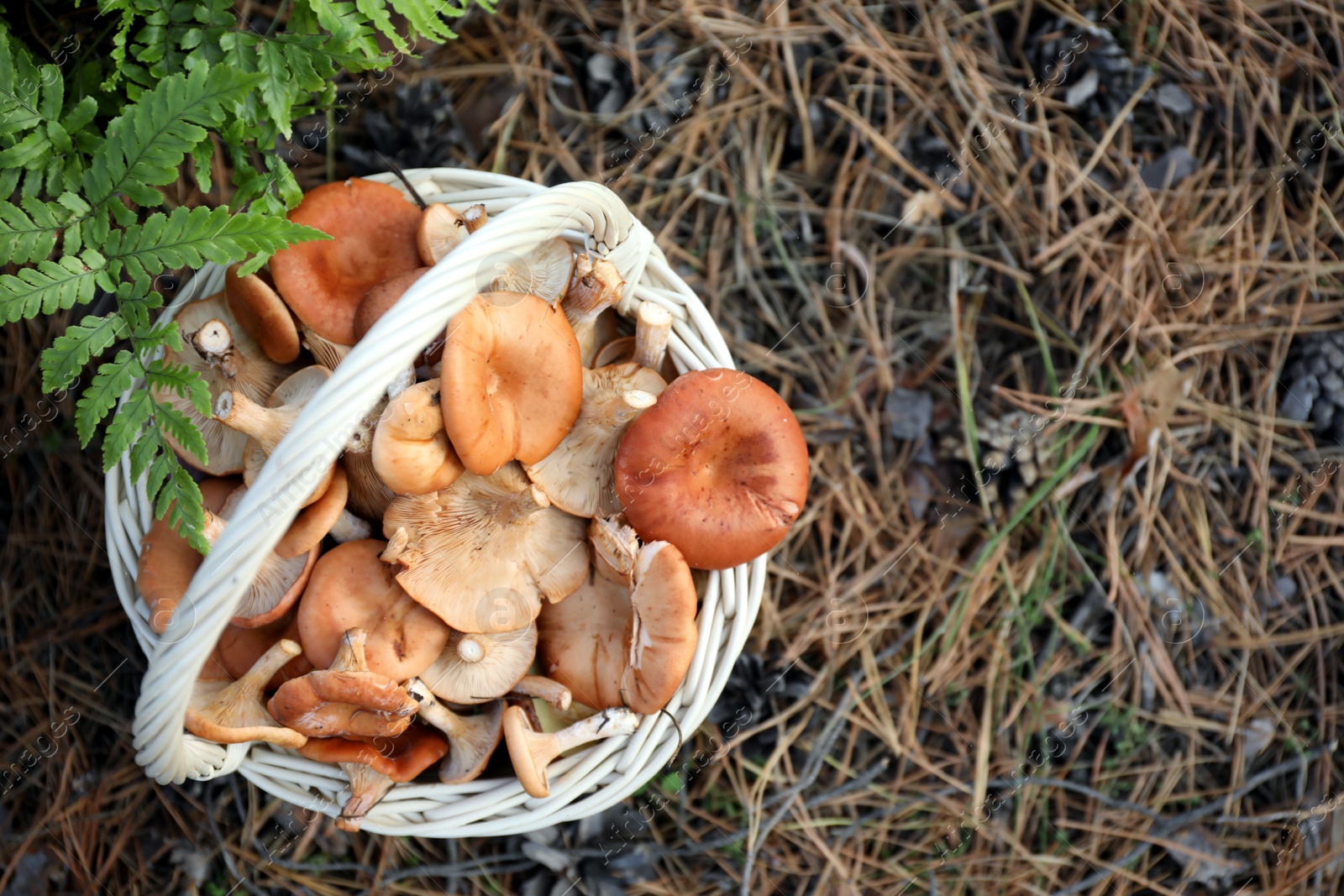 Photo of Wicker basket with fresh wild mushrooms in forest, top view. Space for text