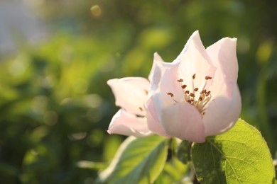 Closeup view of beautiful blossoming quince tree outdoors on spring day