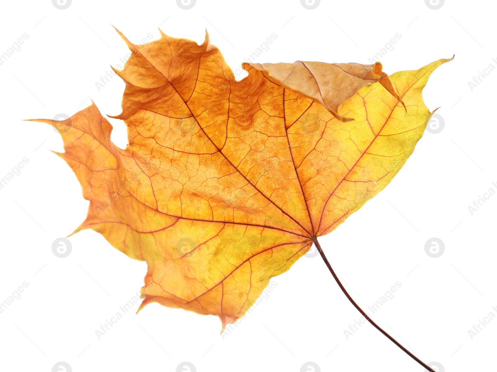 Photo of Beautiful autumn leaf on white background. Fall foliage