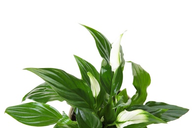 Pot with Spathiphyllum home plant on white background, top view