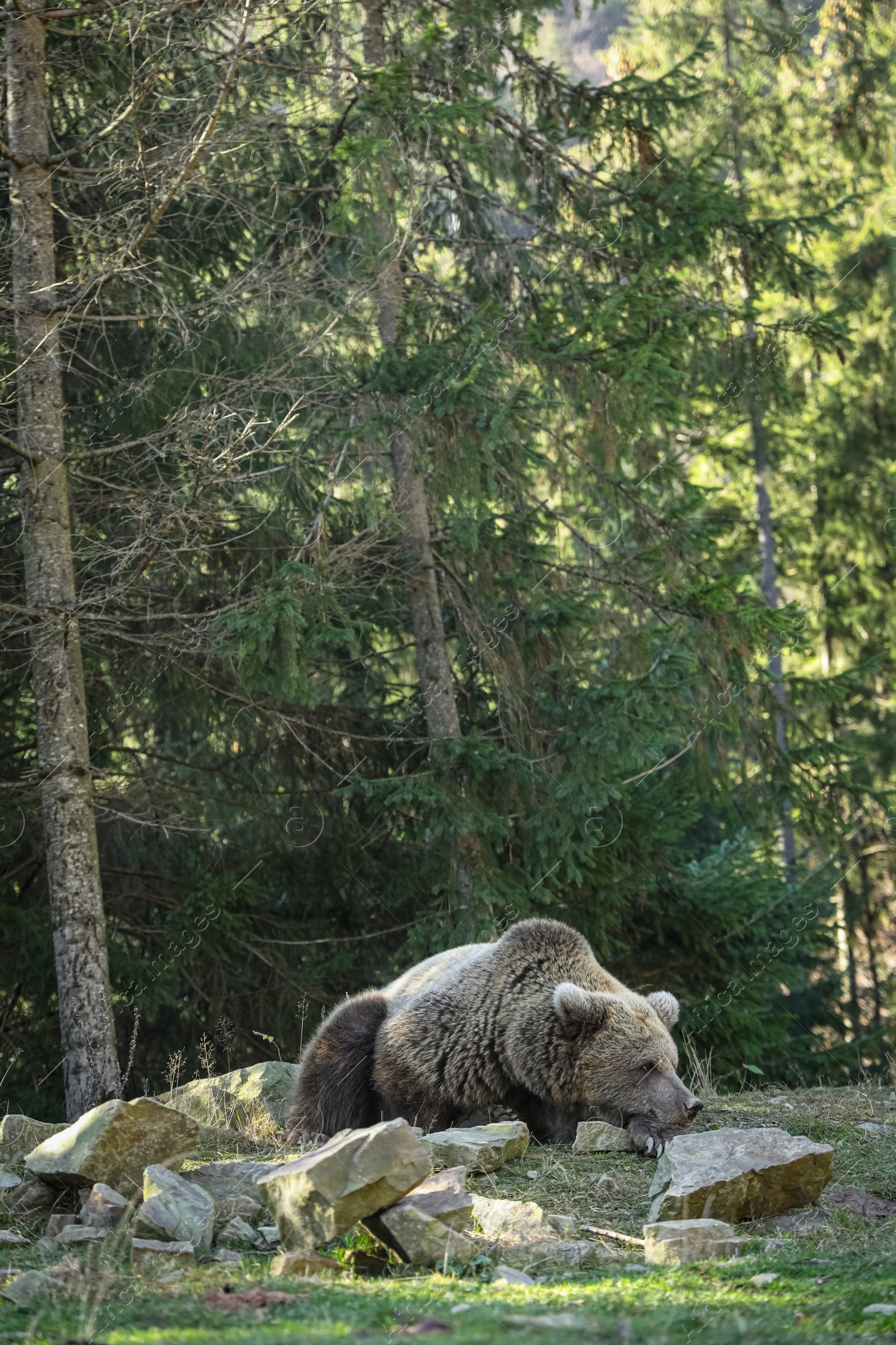 Photo of Adorable brown bear in forest. Wild animal