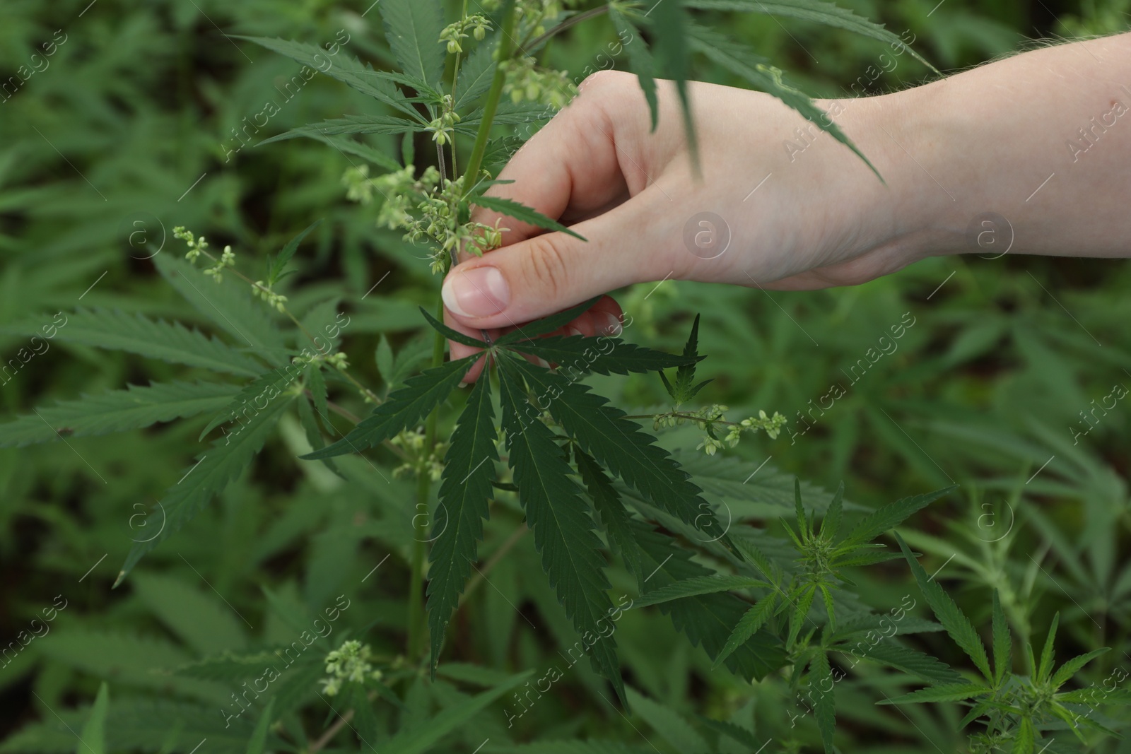 Photo of Woman holding green organic hemp outdoors, closeup