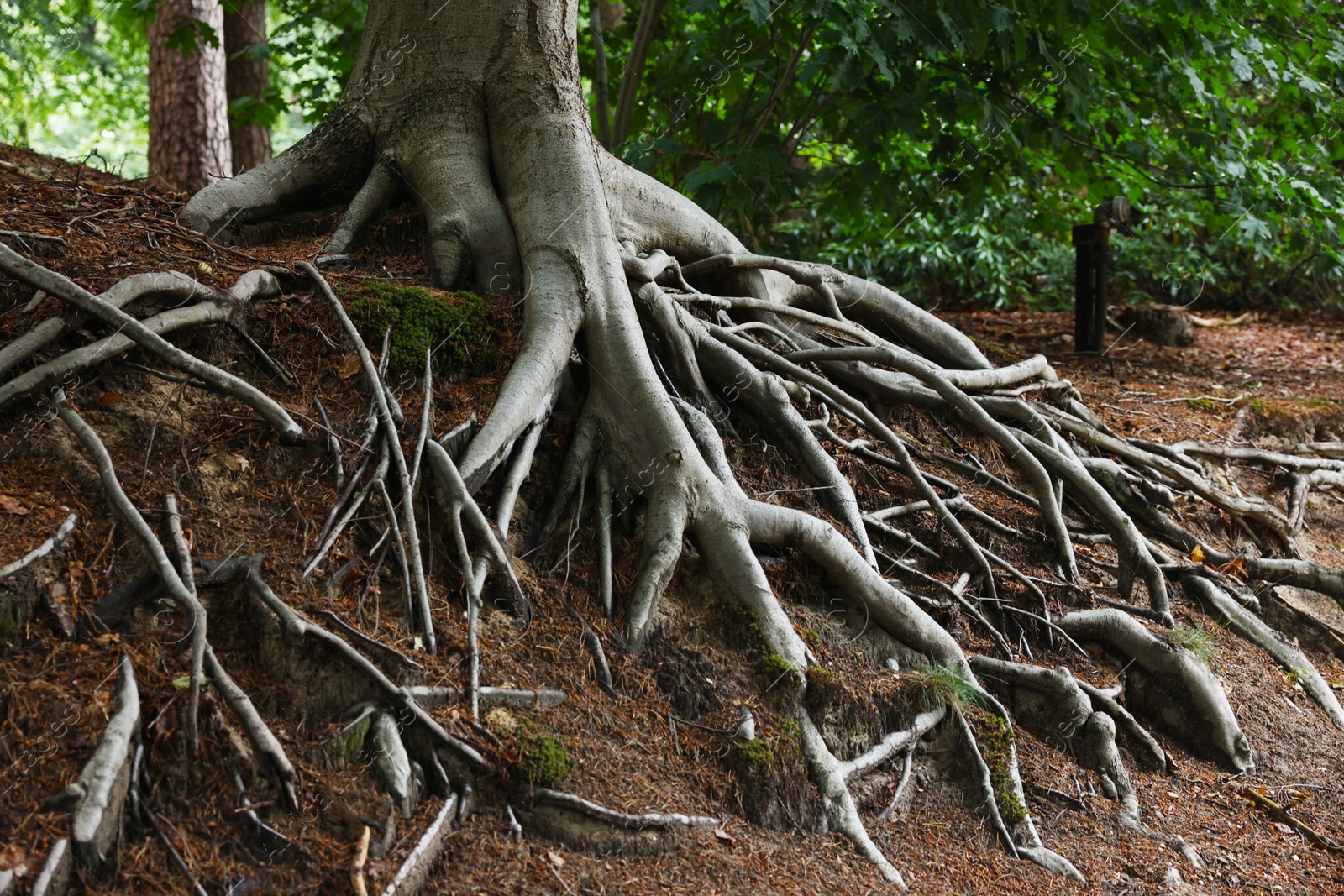 Photo of Beautiful tree with roots showing above ground in forest