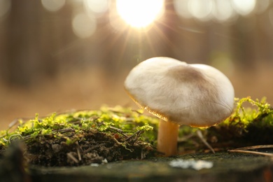 Photo of Mushroom growing in wilderness on autumn day, closeup