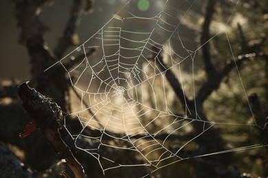 Beautiful cobweb on fir tree in forest