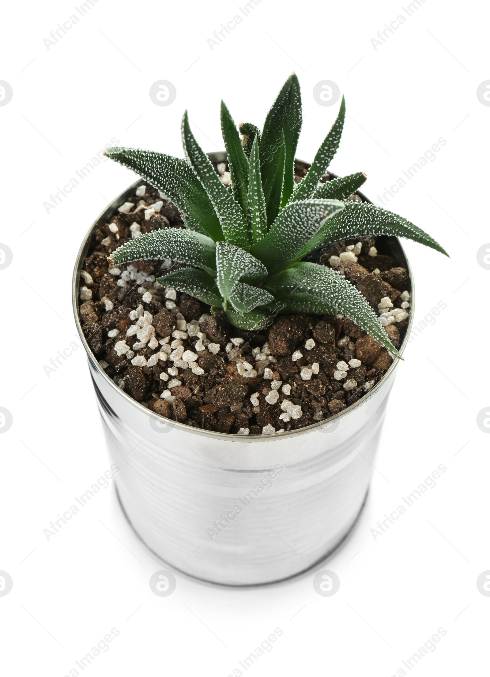 Photo of Beautiful succulent plant in tin can isolated on white. Home decor