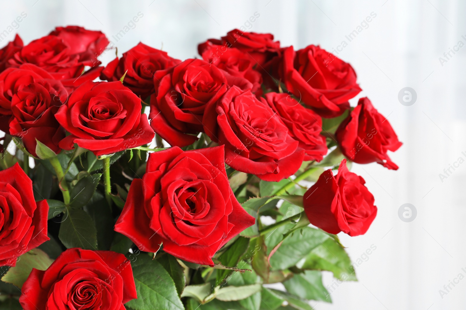 Photo of Beautiful red rose flowers on light background