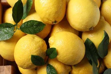 Fresh lemons and green leaves as background, closeup