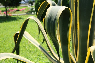 Photo of Beautiful agave plant with green leaves outdoors on sunny day, closeup