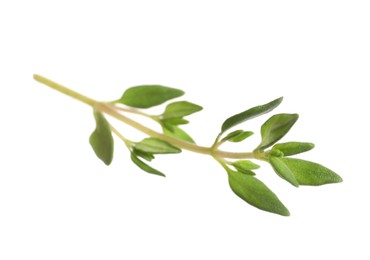 Photo of Aromatic thyme sprig on white background. Fresh herb