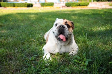 Photo of Funny English bulldog on green grass in park