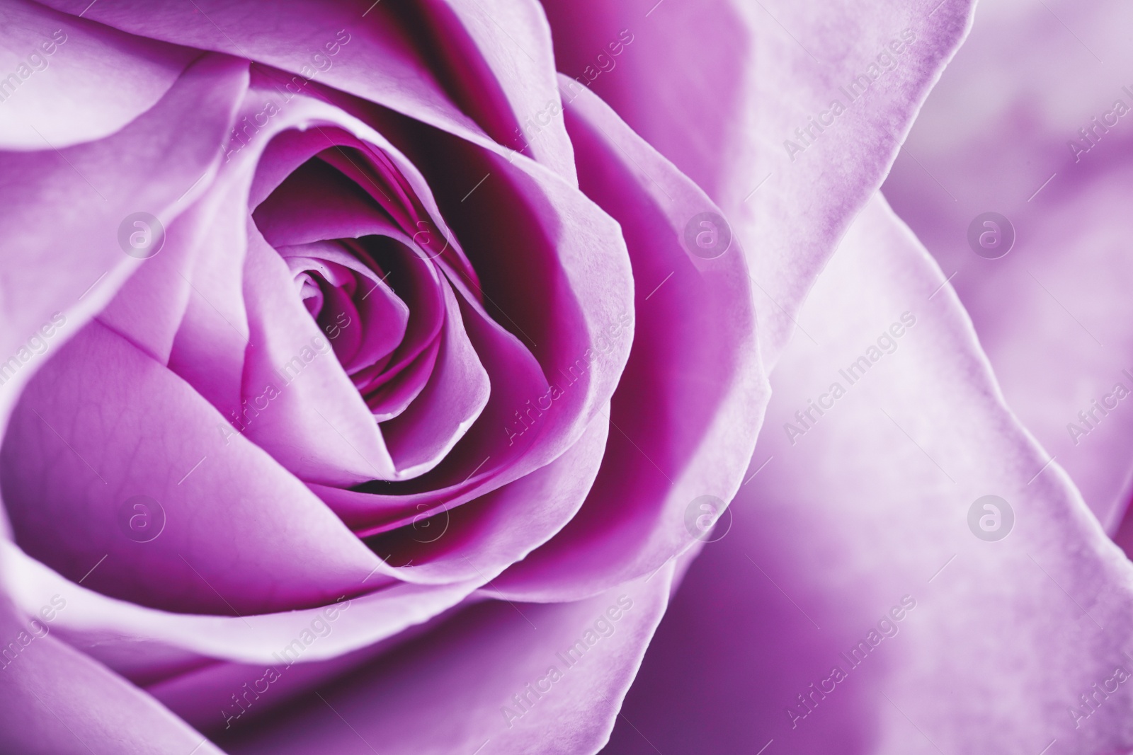 Image of Closeup view of beautiful blooming rose as background. Floral decor