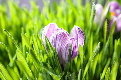 Fresh green grass and crocus flower with dew, closeup. Spring season
