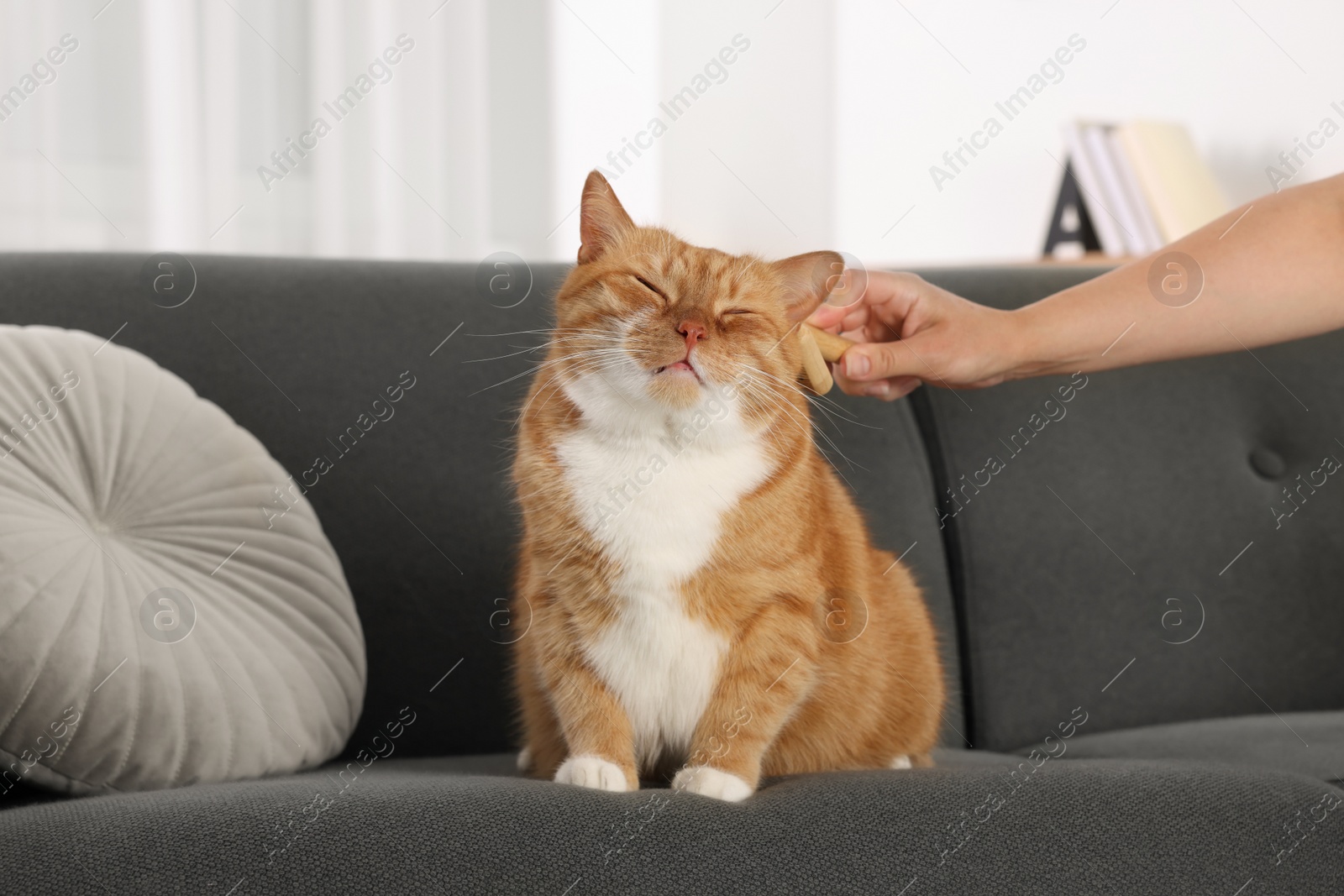 Photo of Woman brushing cute ginger cat's fur on couch indoors, closeup