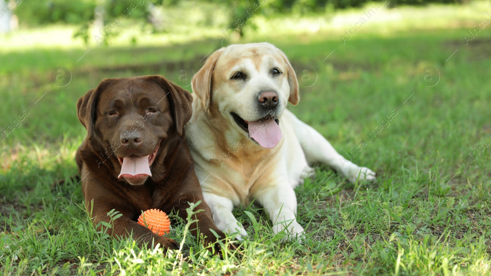 Photo of Funny Labrador Retriever dogs with toy ball on green grass in summer park