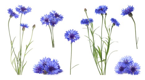 Image of Set with beautiful blue cornflowers on white background. Banner design