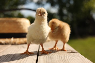 Cute chicks on wooden surface on sunny day, closeup. Baby animals