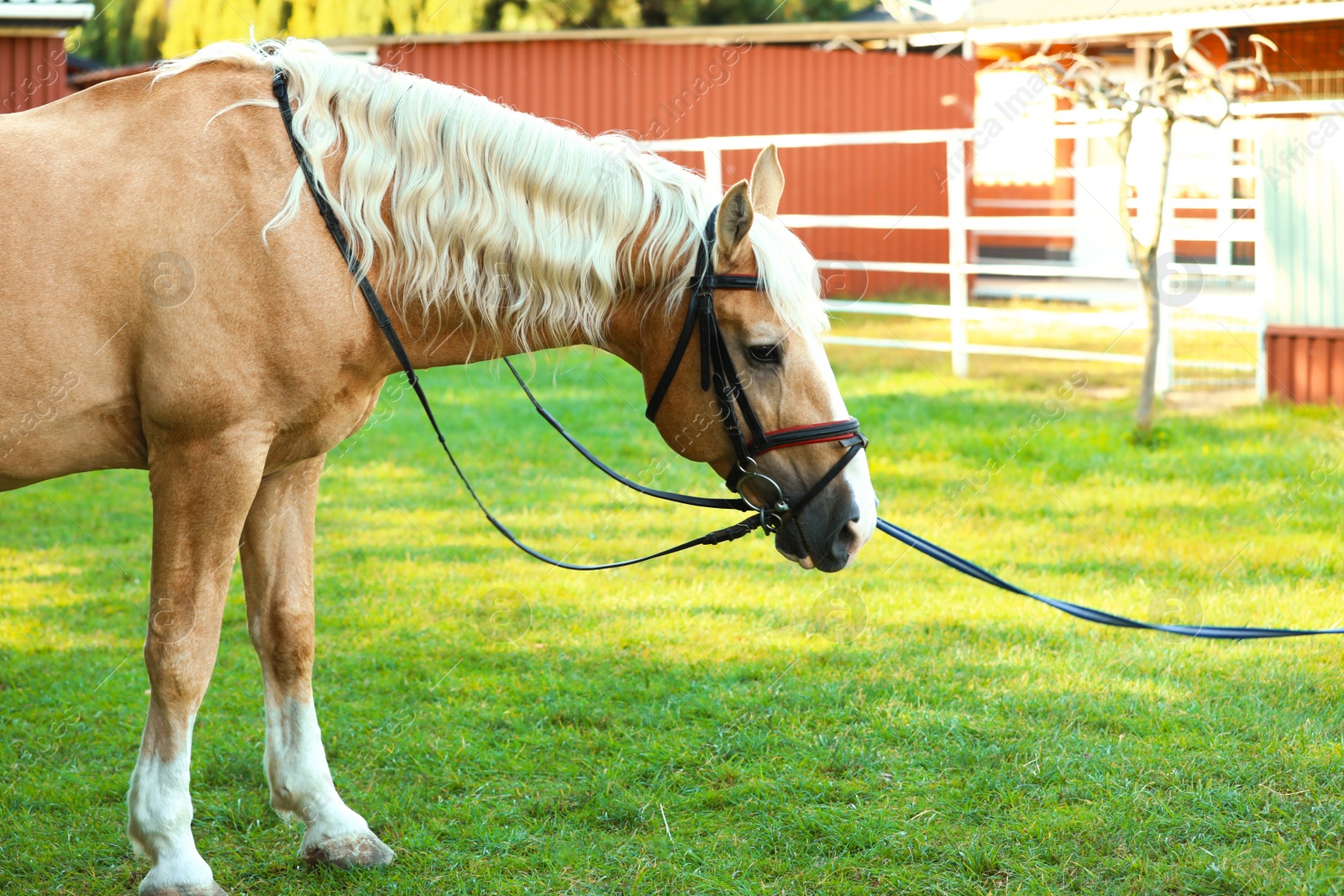 Photo of Palomino horse in bridle outdoors on sunny day