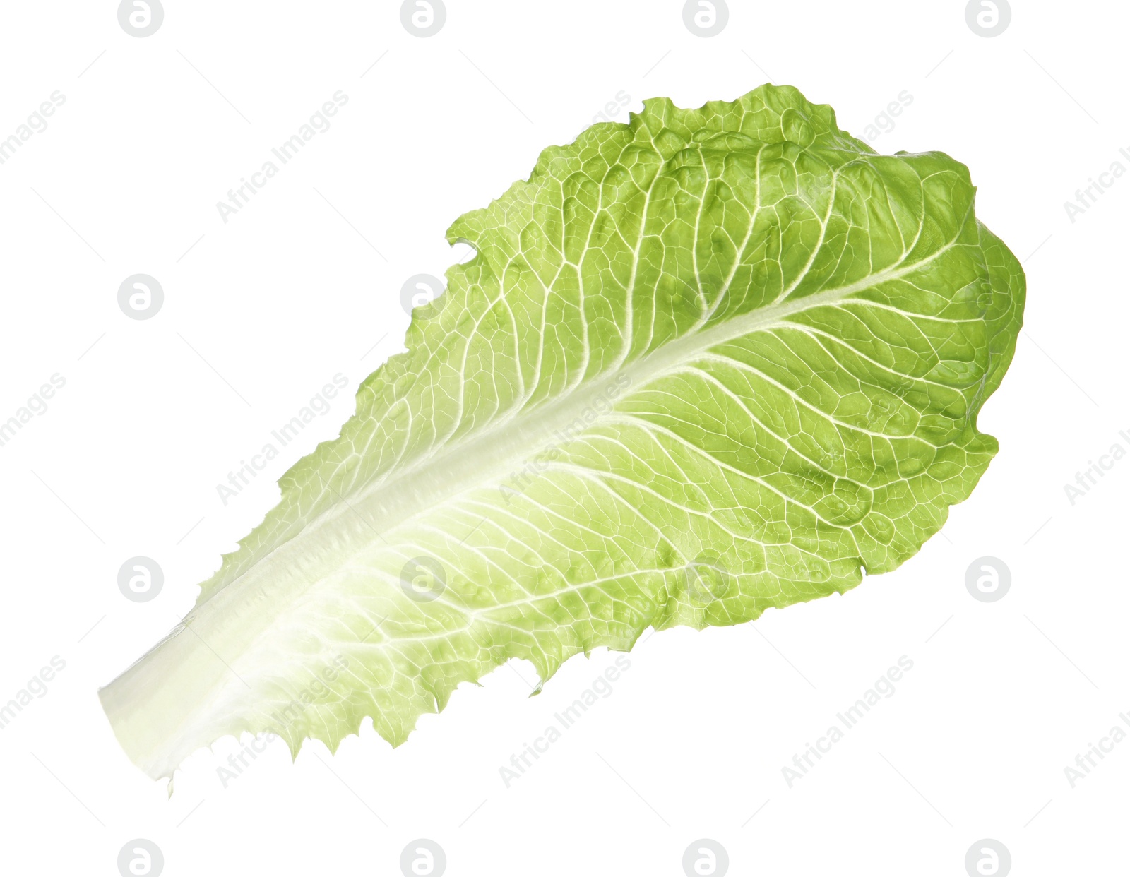 Photo of Fresh leaf of green romaine lettuce isolated on white