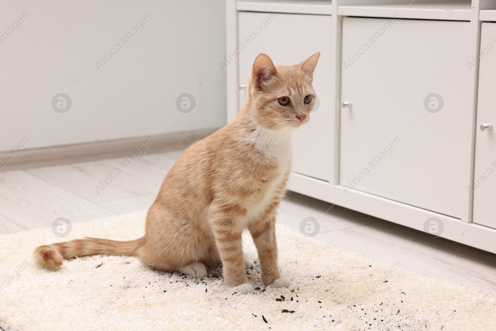 Photo of Cute ginger cat on carpet with scattered soil indoors