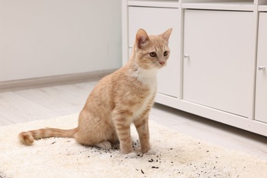 Cute ginger cat on carpet with scattered soil indoors