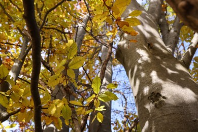 Beautiful tree with bright autumn leaves outdoors on sunny day, low angle view