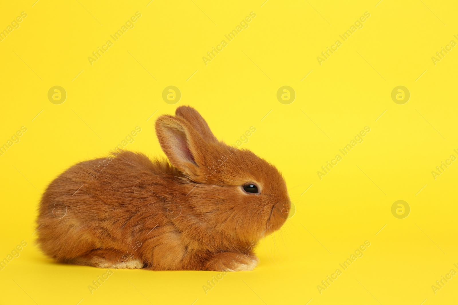 Photo of Adorable fluffy bunny on yellow background. Easter symbol