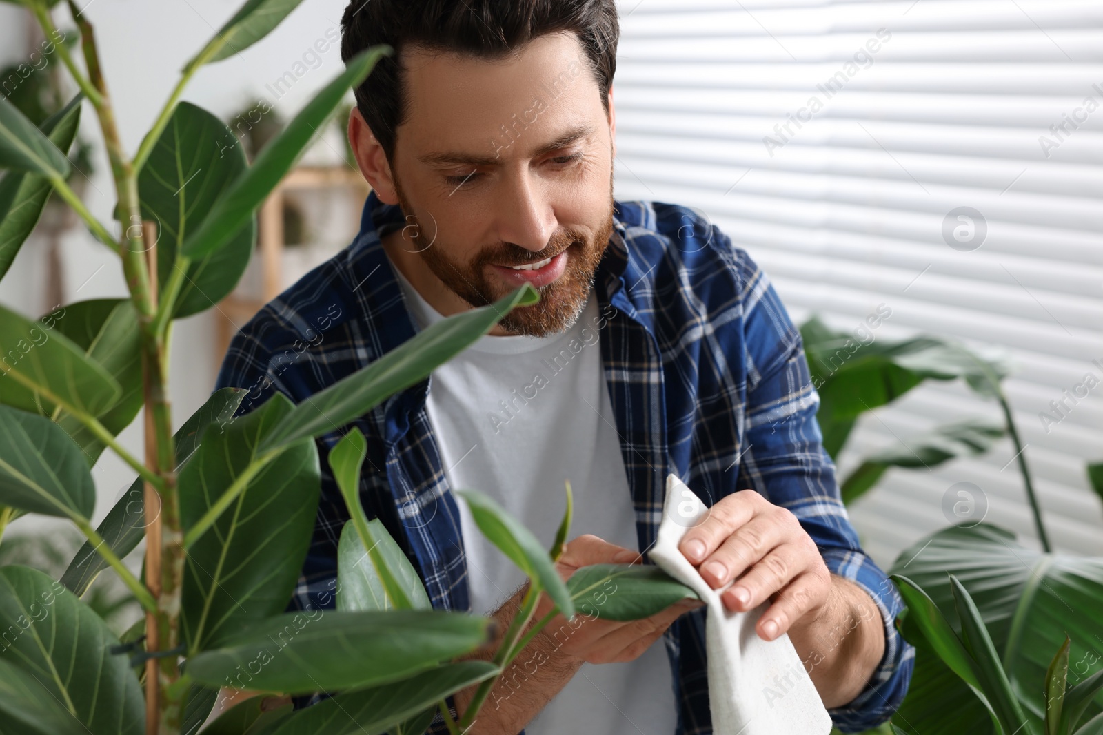 Photo of Man wiping leaves of beautiful potted houseplants with cloth indoors