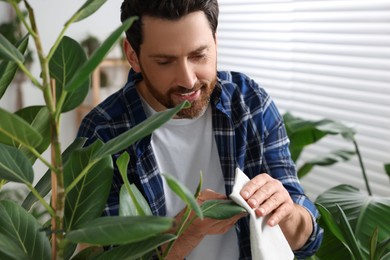 Photo of Man wiping leaves of beautiful potted houseplants with cloth indoors