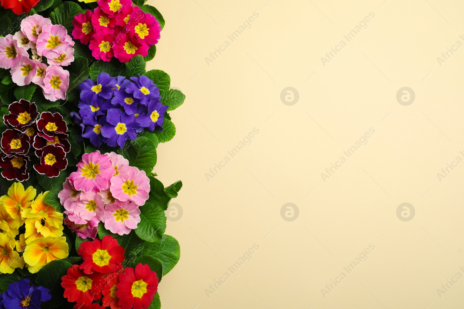 Photo of Primrose Primula Vulgaris flowers on beige background, flat lay with space for text. Spring season