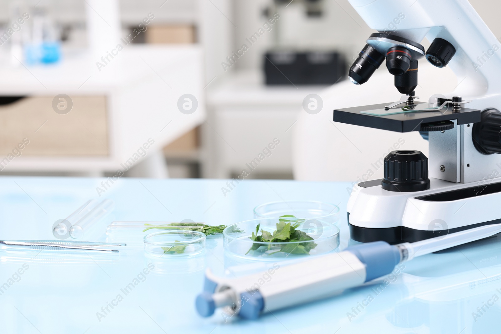 Photo of Food quality control. Microscope, petri dishes with herbs and other laboratory equipment on light blue table