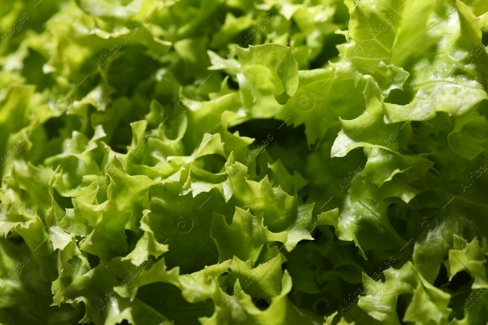 Photo of Fresh green lettuce as background, closeup. Salad greens