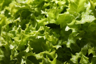 Fresh green lettuce as background, closeup. Salad greens