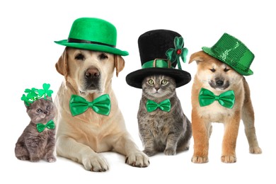 Image of St. Patrick's day celebration. Cute dogs and cats with festive accessories on white background