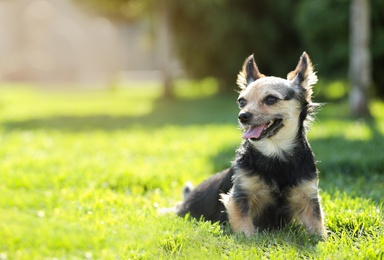 Photo of Cute little dog in park on sunny day