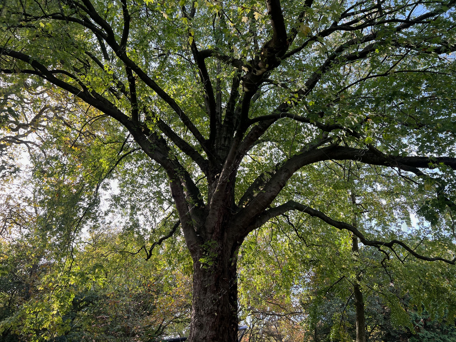 Photo of Beautiful view of trees in autumn park