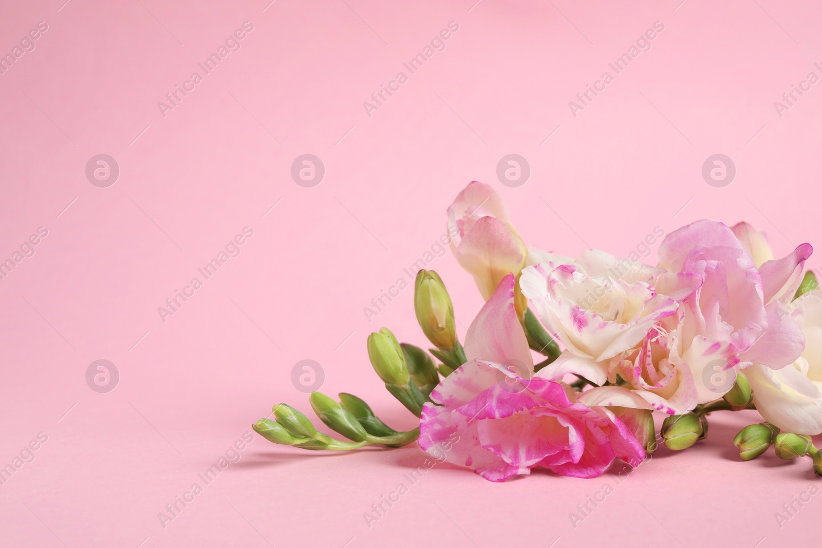 Photo of Beautiful blooming freesias on pink background. Space for text