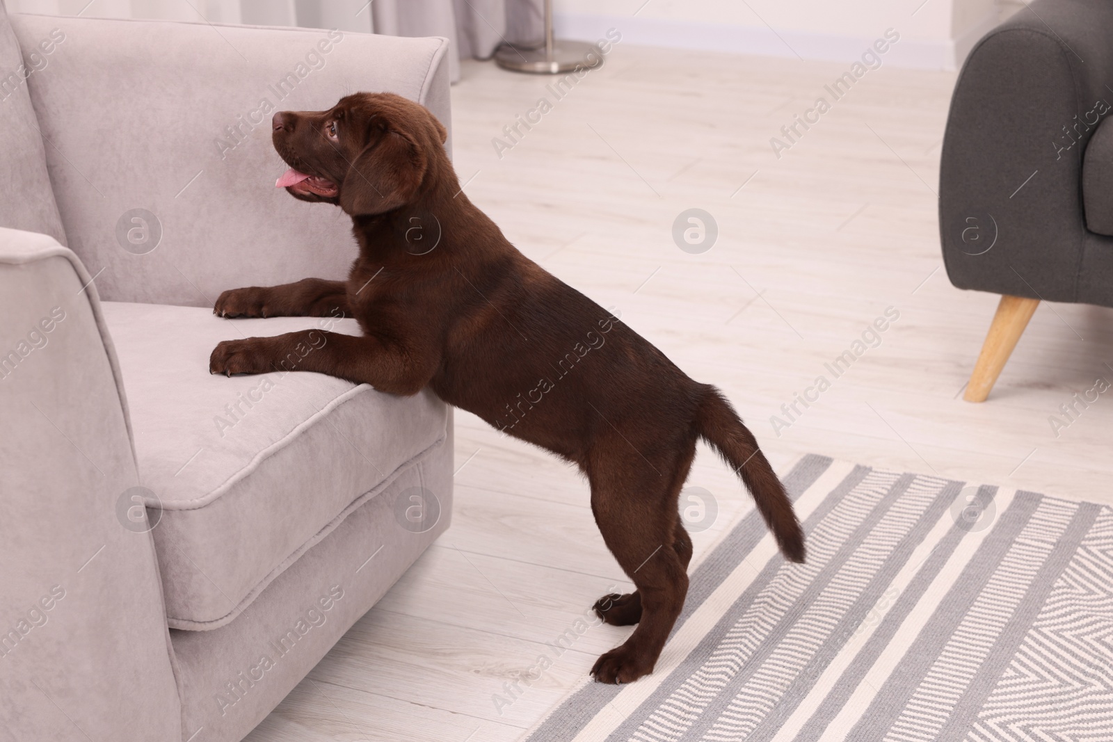 Photo of Cute chocolate Labrador Retriever puppy near armchair at home. Lovely pet