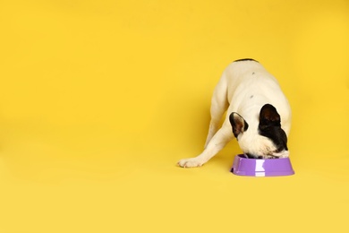 Photo of French bulldog eating food from bowl on yellow background. Space for text