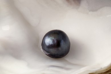 Photo of Closeup view of open oyster with black pearl