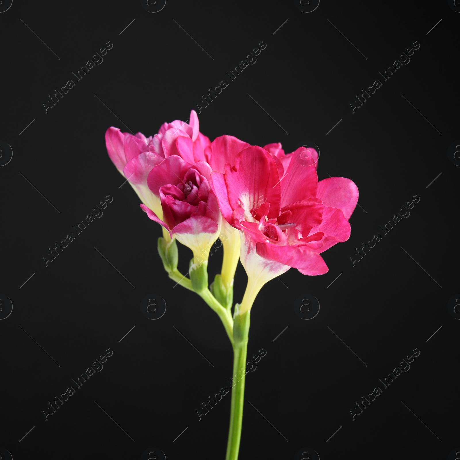 Photo of Beautiful bright freesia flower on dark background