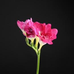 Photo of Beautiful bright freesia flower on dark background