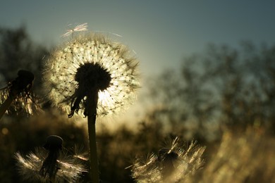 Photo of Beautiful fluffy dandelion growing outdoors at sunset, closeup. Meadow flower