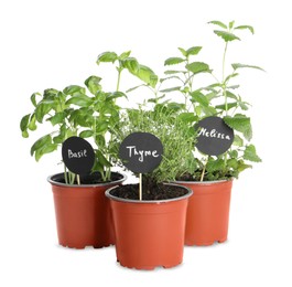 Photo of Different aromatic potted herbs isolated on white