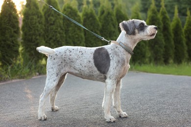 Cute dog with leash outdoors on spring day