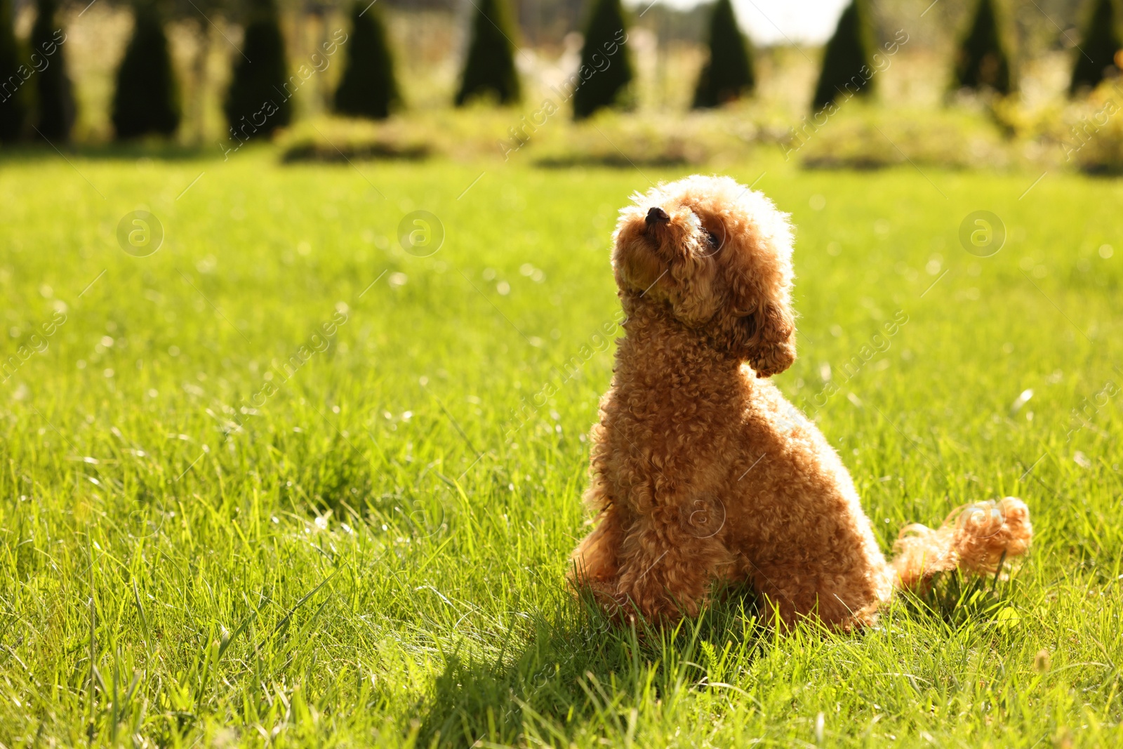 Photo of Cute Maltipoo dog on green lawn outdoors