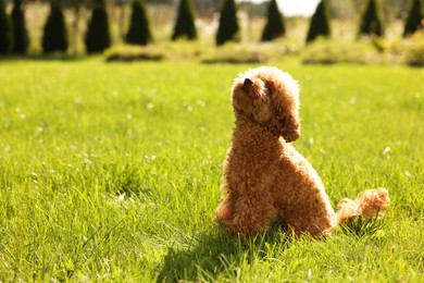 Cute Maltipoo dog on green lawn outdoors