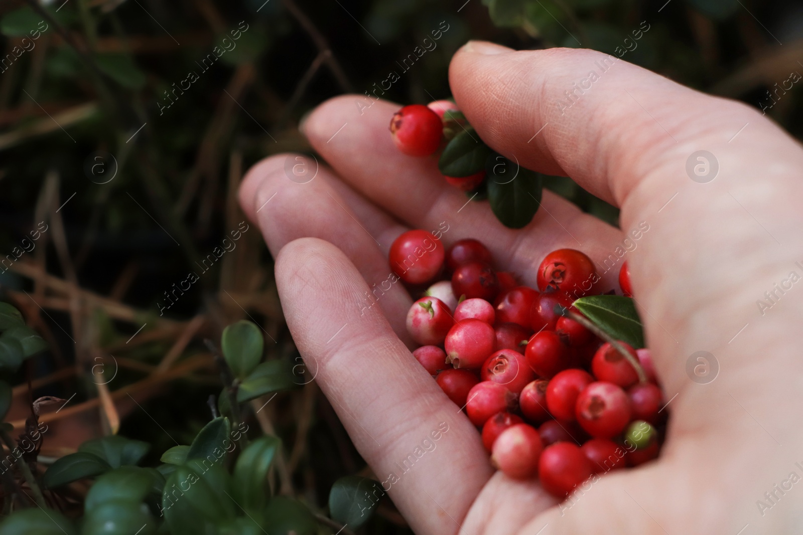 Photo of Woman picking ripe red lingonberries outdoors, closeup