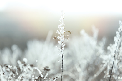 Photo of Dry grass covered with hoarfrost outdoors in early winter morning